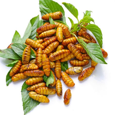 Nhộng đóng đá thùng 10kg (kg)